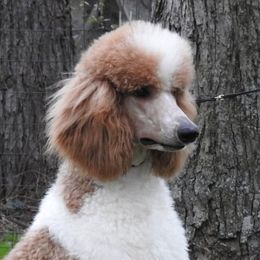 Standard Poodle adult dog
