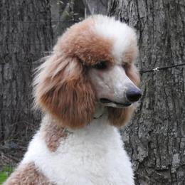 Standard Poodle adult dog