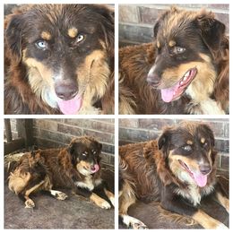 Cash - Australian Shepherd