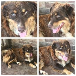 Cash - Australian Shepherd