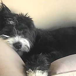 Alpine Bernedoodles breeder of Bernedoodle