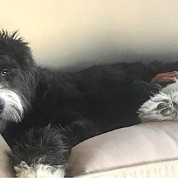 Alpine Bernedoodles breeder of Bernedoodle