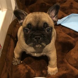  Puppies from Creme De La Creme French Bulldogs