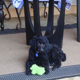 Poodle Puppies from Parris Hill Standard Poodles