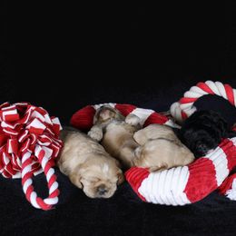 Chole's Cocker Spaniels breeder of Cocker Spaniel