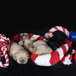 Chole's Cocker Spaniels breeder of Cocker Spaniel
