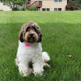 Australian Labradoodle adult dog