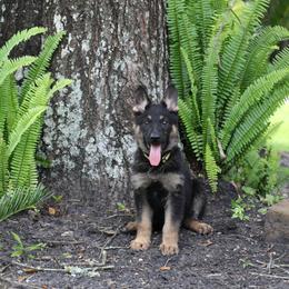 German Shepherd Puppies from Aus der Asche