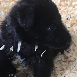 German Shepherd Puppies from Peakes Brook Shepherds