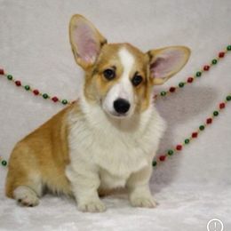 Pembroke Welsh Corgi Puppies from Texas Three Corgis