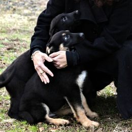 German Shepherd Puppies from Cross Keys K9 Working Line German Shepherds
