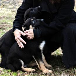 German Shepherd Puppies from Cross Keys K9 Working Line German Shepherds