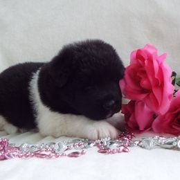 Akita Puppies from BleuMoon Akitas