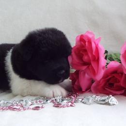 Akita Puppies from BleuMoon Akitas
