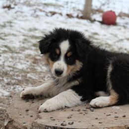 Miniature Australian Shepherd Puppies from Free Spirit Ranch