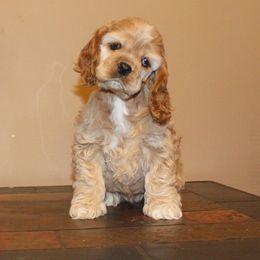 Chole's Cocker Spaniels breeder of Cocker Spaniel