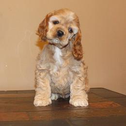 Chole's Cocker Spaniels breeder of Cocker Spaniel