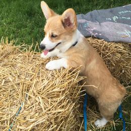 Pembroke Welsh Corgi Puppies from Edgewood Farm
