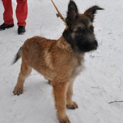 Belgian Laekenois Puppies from Chiens de Rafale