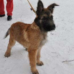 Belgian Laekenois Puppies from Chiens de Rafale
