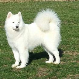  All Grown Up from El Samoyeds