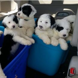 Sheepadoodle Puppies from Liberty Hill Sheepadoodles