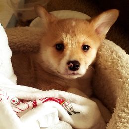 Pembroke Welsh Corgi Puppies from Corgis with Character