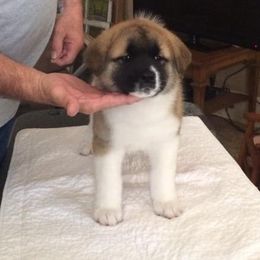 Akita Puppies from Shinto Akitas