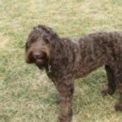 Brown Sugar - Australian Labradoodle
