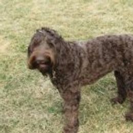 Brown Sugar - Australian Labradoodle