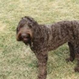 Brown Sugar - Australian Labradoodle