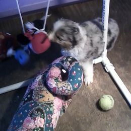 Australian Shepherd Puppies from Rocky Mountain Australian Shepherds