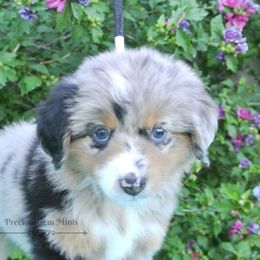 PreciousGem Minis breeder of Miniature American Shepherd