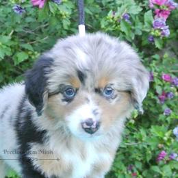 PreciousGem Minis breeder of Miniature American Shepherd