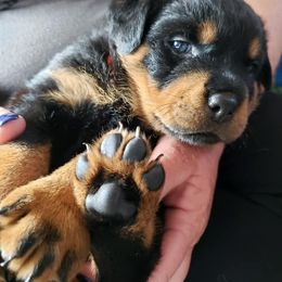 Rottweiler Puppies from Simms Rottweilers