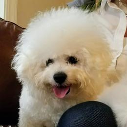 Monsieur Giorgio - Bichon Frise