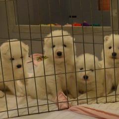 Samoyed Puppies from Silver Fox Samoyeds