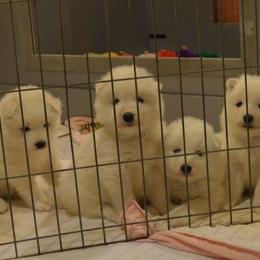 Samoyed Puppies from Silver Fox Samoyeds