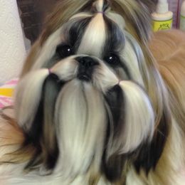 Fantasy's Tour De Force - Shih Tzu