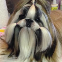 Fantasy's Tour De Force - Shih Tzu