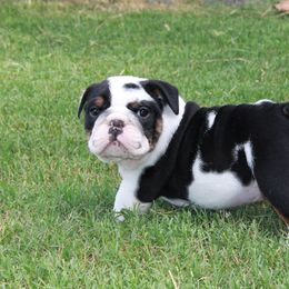 English Bulldog Puppies from Buffalo Bulldogs