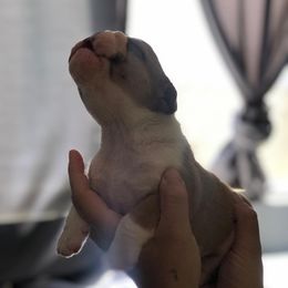 English Bulldog Puppies from Silver State Bulldogs