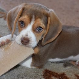 Beagle Puppies from Parmelee Beagles