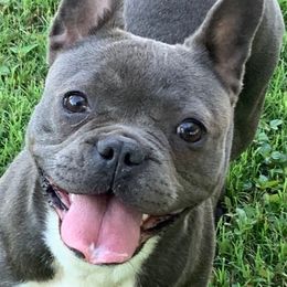 Teddy - French Bulldog