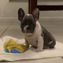 French Bulldog Puppies from Monarchy's Finest French Bulldogs