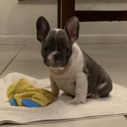 French Bulldog Puppies from Monarchy's Finest French Bulldogs