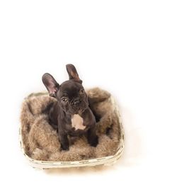 French Bulldog Puppies from Baker Built Frenchies