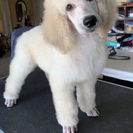 Poodle Puppies from Cosmic Caliber Standard Poodles