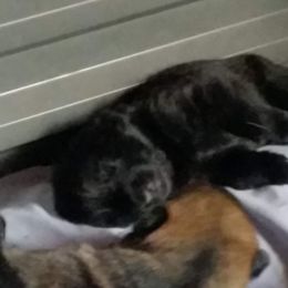 German Shepherd Puppies from von Haus Ulv