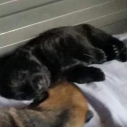German Shepherd Puppies from von Haus Ulv